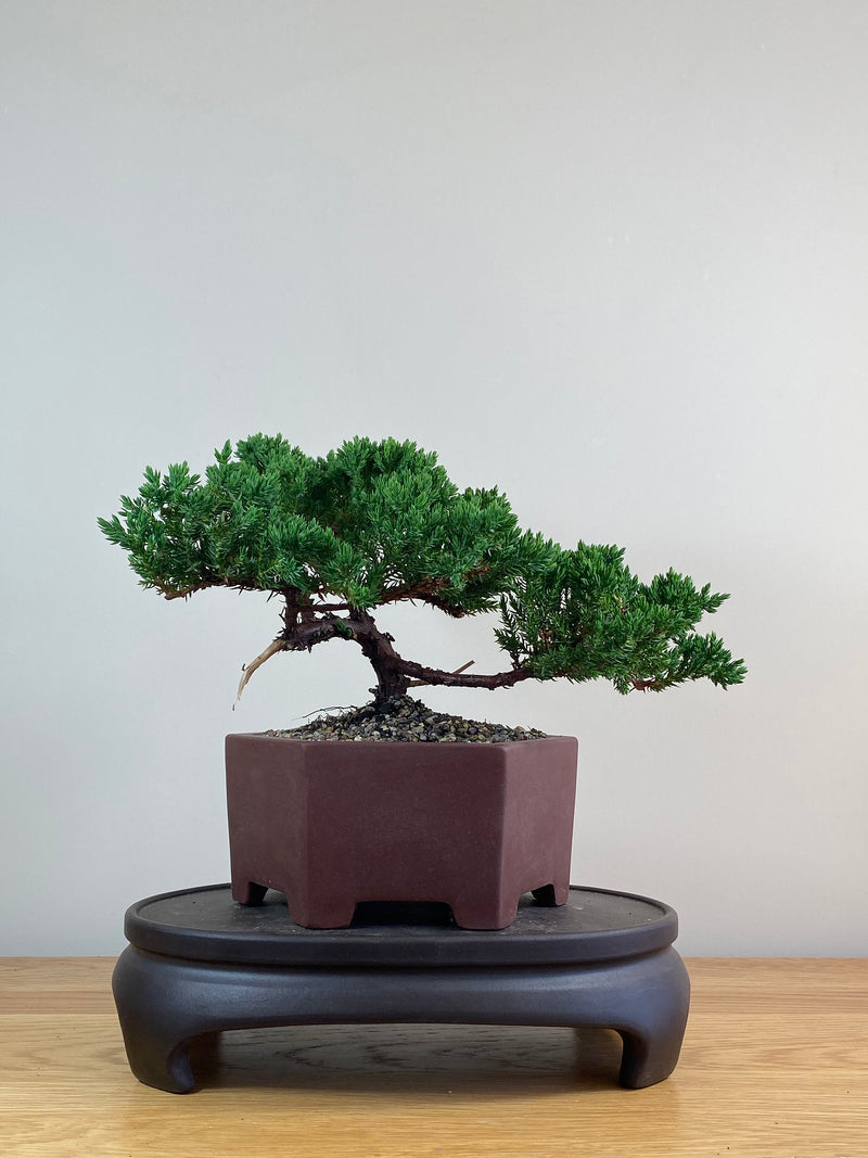 JAPANESE JUNIPER (JJ2102073)