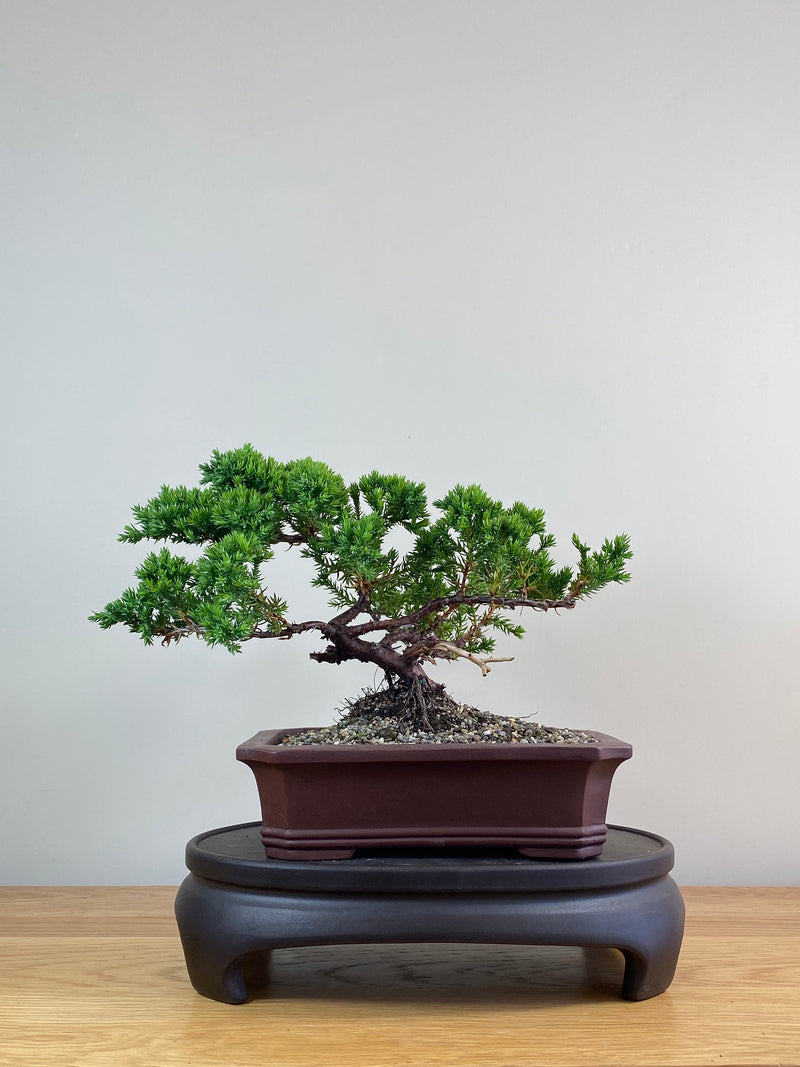 JAPANESE JUNIPER (JJ2102075)