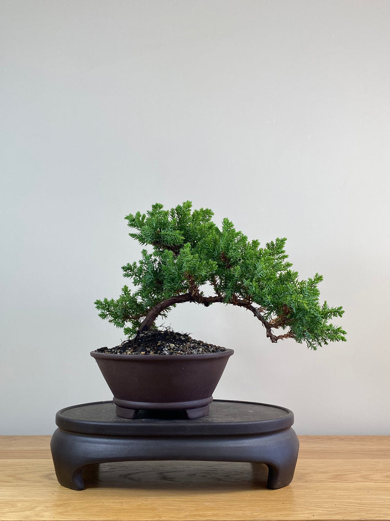 JAPANESE JUNIPER (JJ2102079)