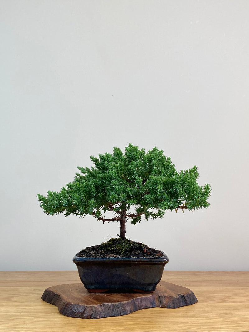 JAPANESE JUNIPER (JJ2103010)