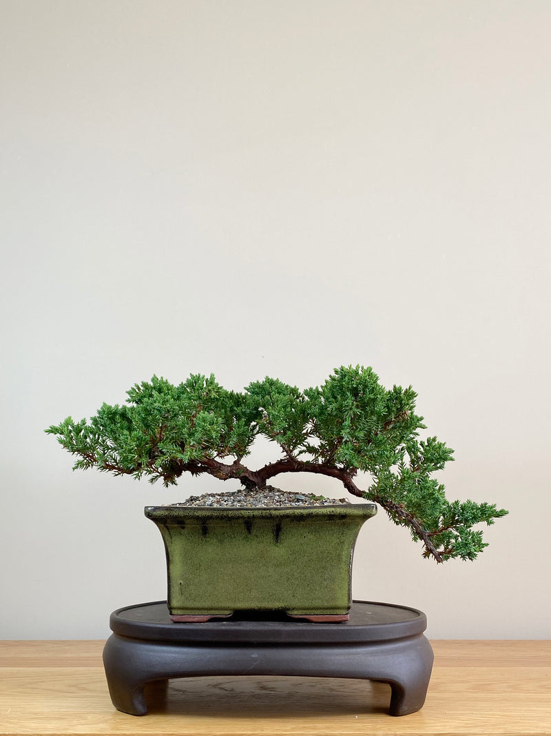 JAPANESE JUNIPER (JJ2103041)