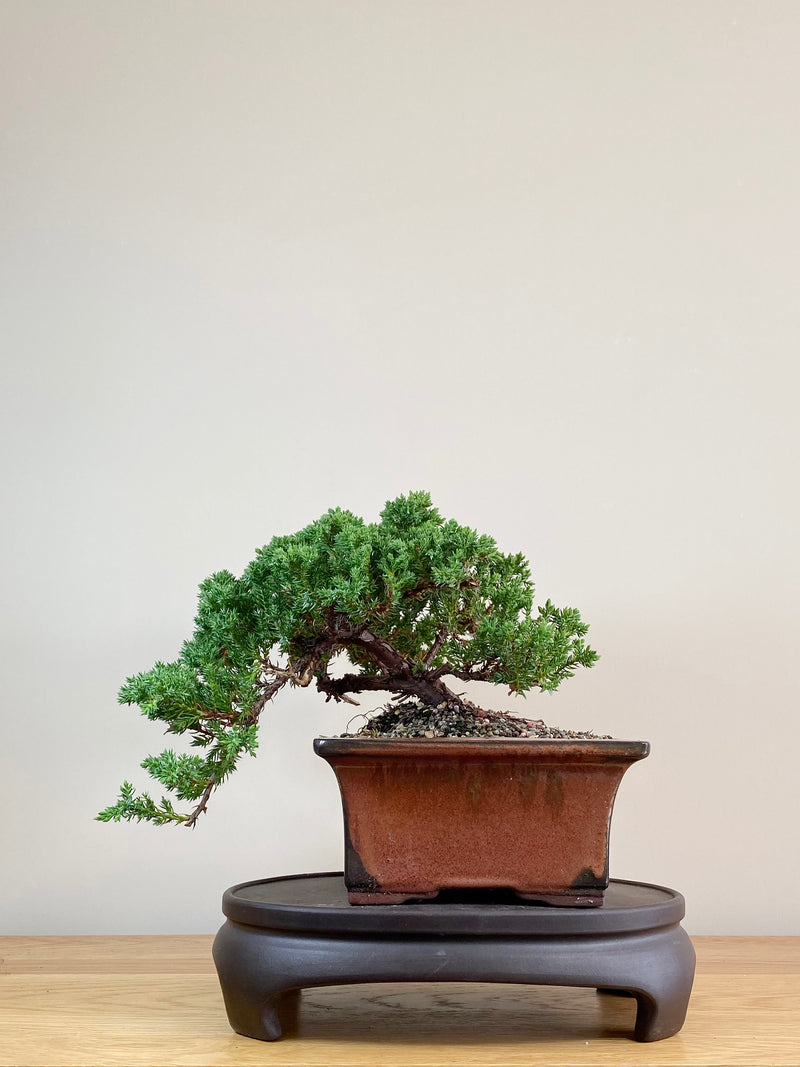 JAPANESE JUNIPER (JJ2103042)