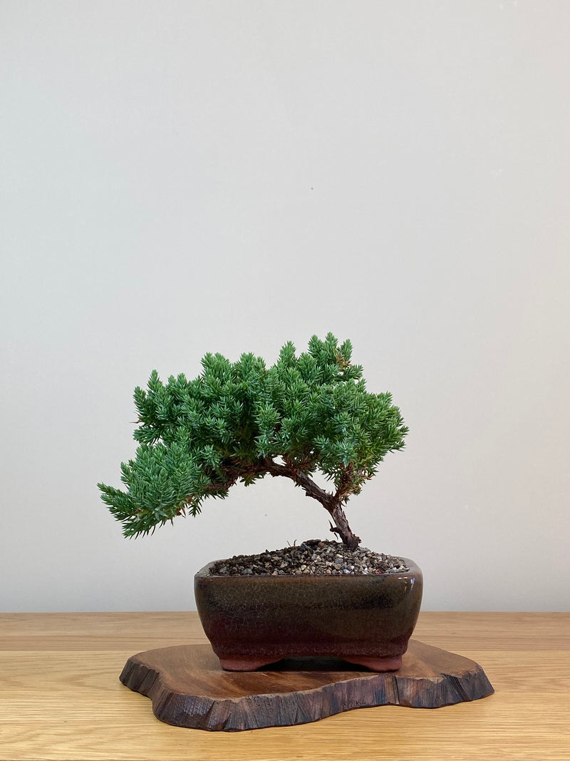 JAPANESE JUNIPER (JJ2103062)