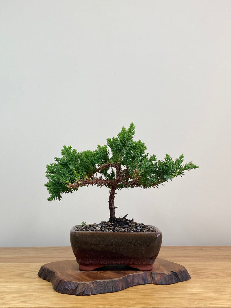 JAPANESE JUNIPER (JJ2103064)