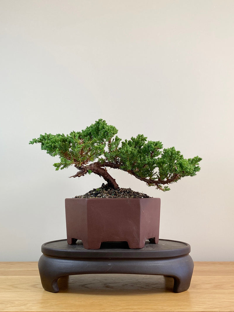 JAPANESE JUNIPER (JJ2104001)