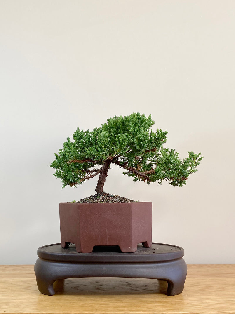 JAPANESE JUNIPER (JJ2104004)