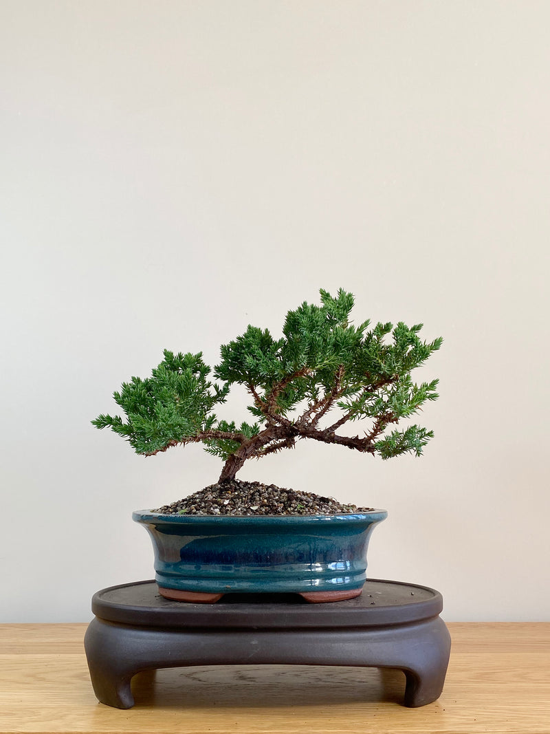JAPANESE JUNIPER (JJ2104010)