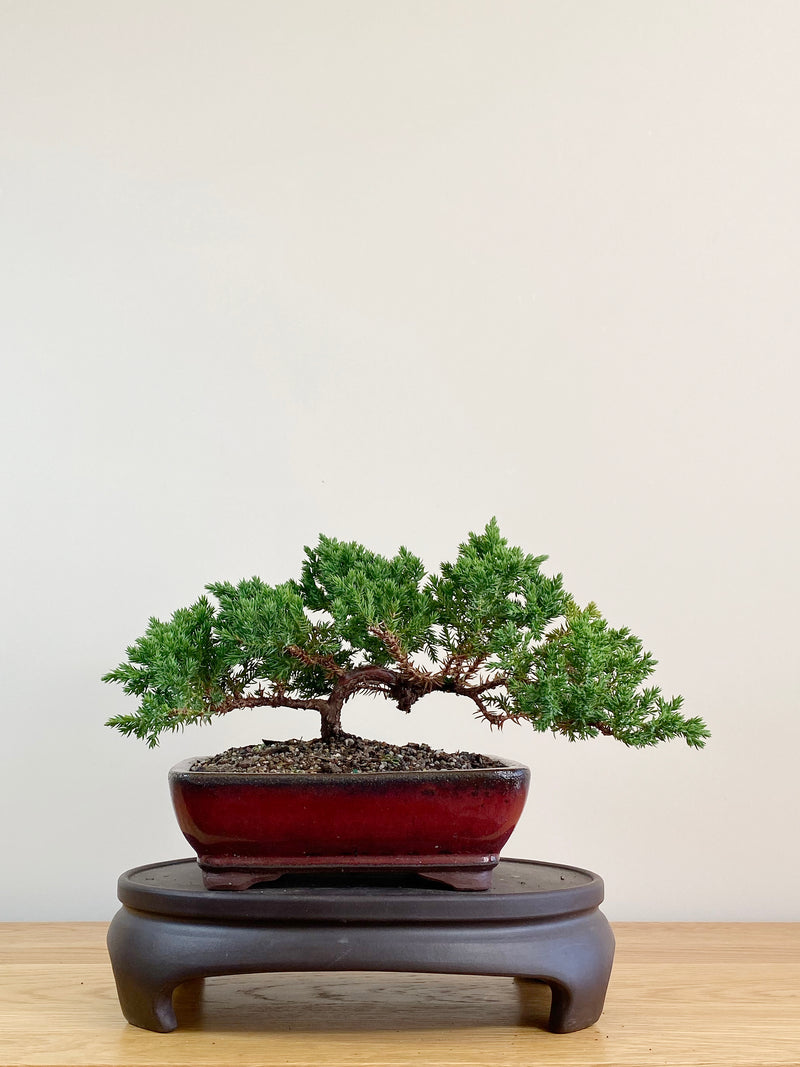 JAPANESE JUNIPER (JJ2104014)