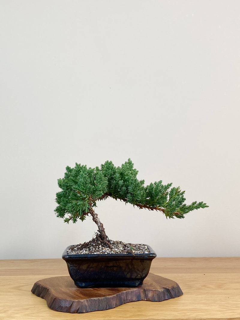 JAPANESE JUNIPER (JJ2104033)