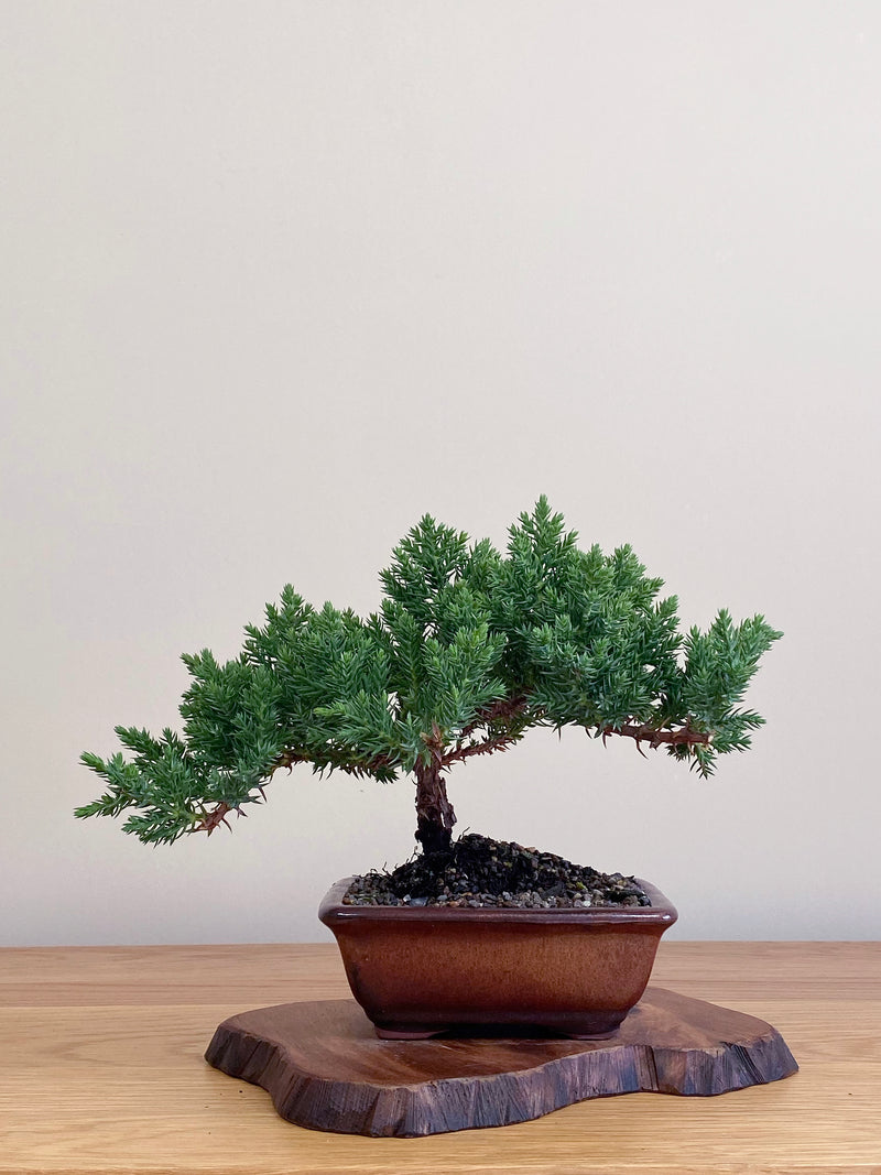 JAPANESE JUNIPER (JJ2104043)