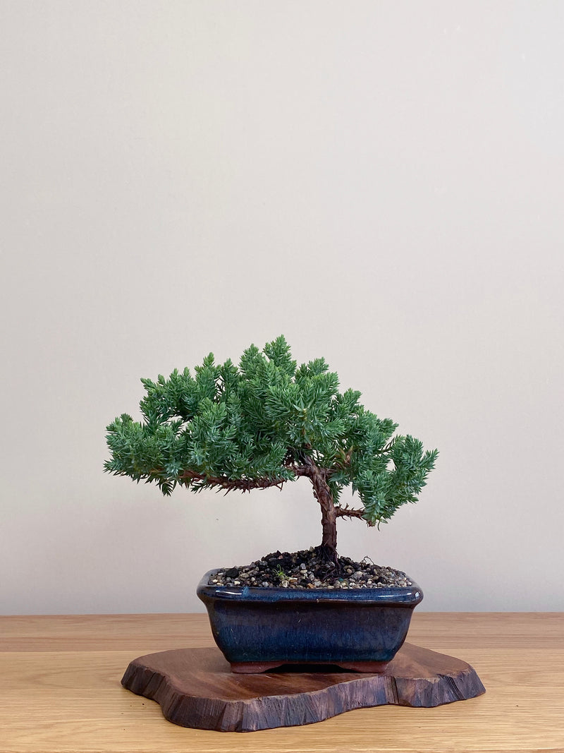 JAPANESE JUNIPER (JJ2104047)