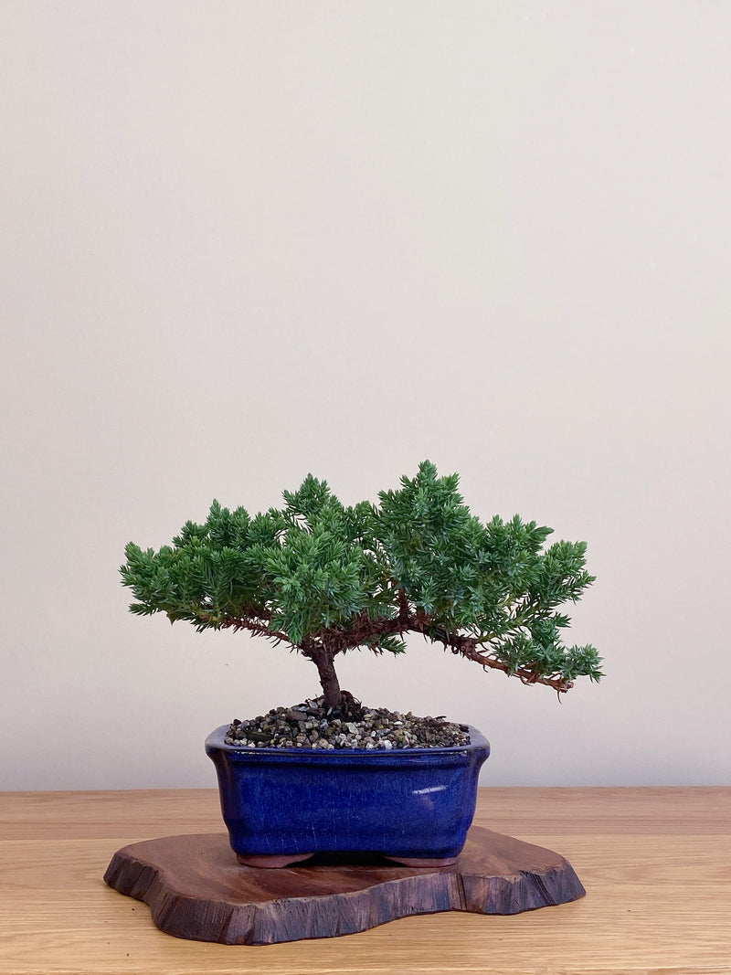 JAPANESE JUNIPER (JJ2104056)