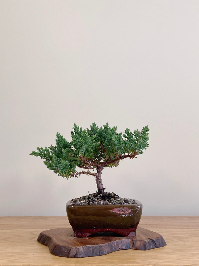 JAPANESE JUNIPER (JJ2104060)