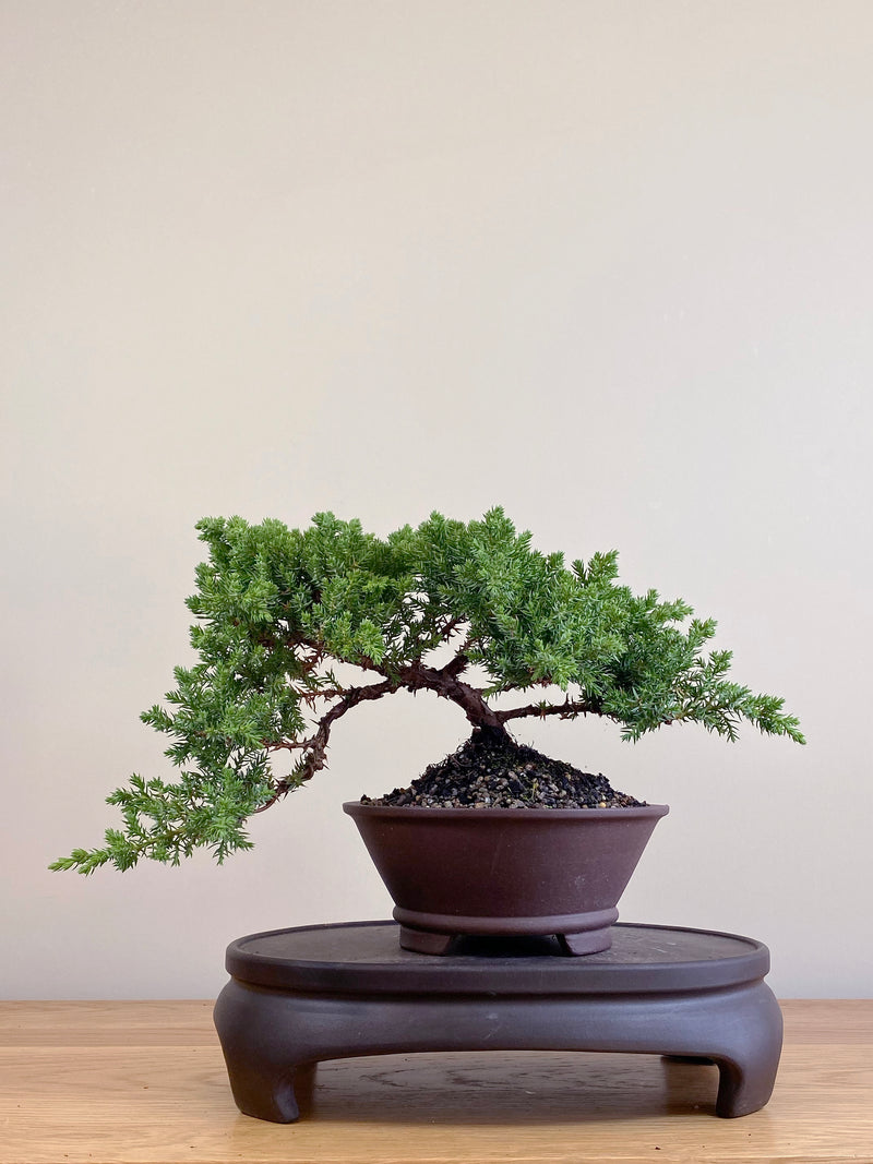 JAPANESE JUNIPER (JJ2104087)