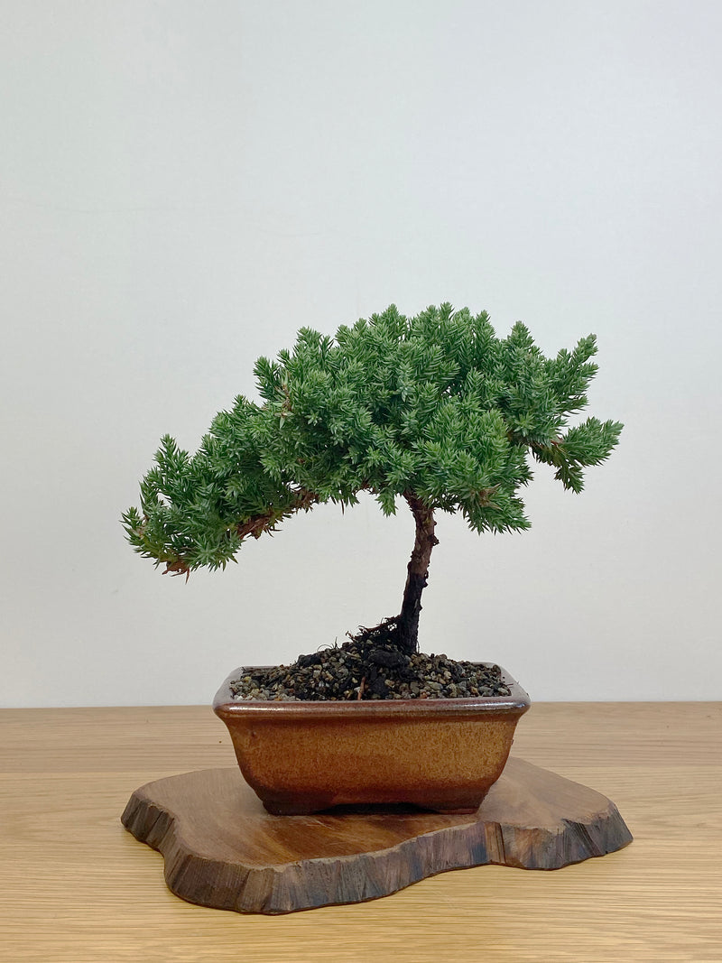 JAPANESE JUNIPER (JJ2105002)