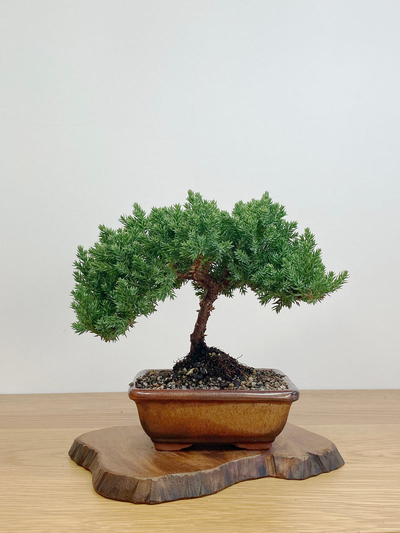 JAPANESE JUNIPER (JJ2105003)