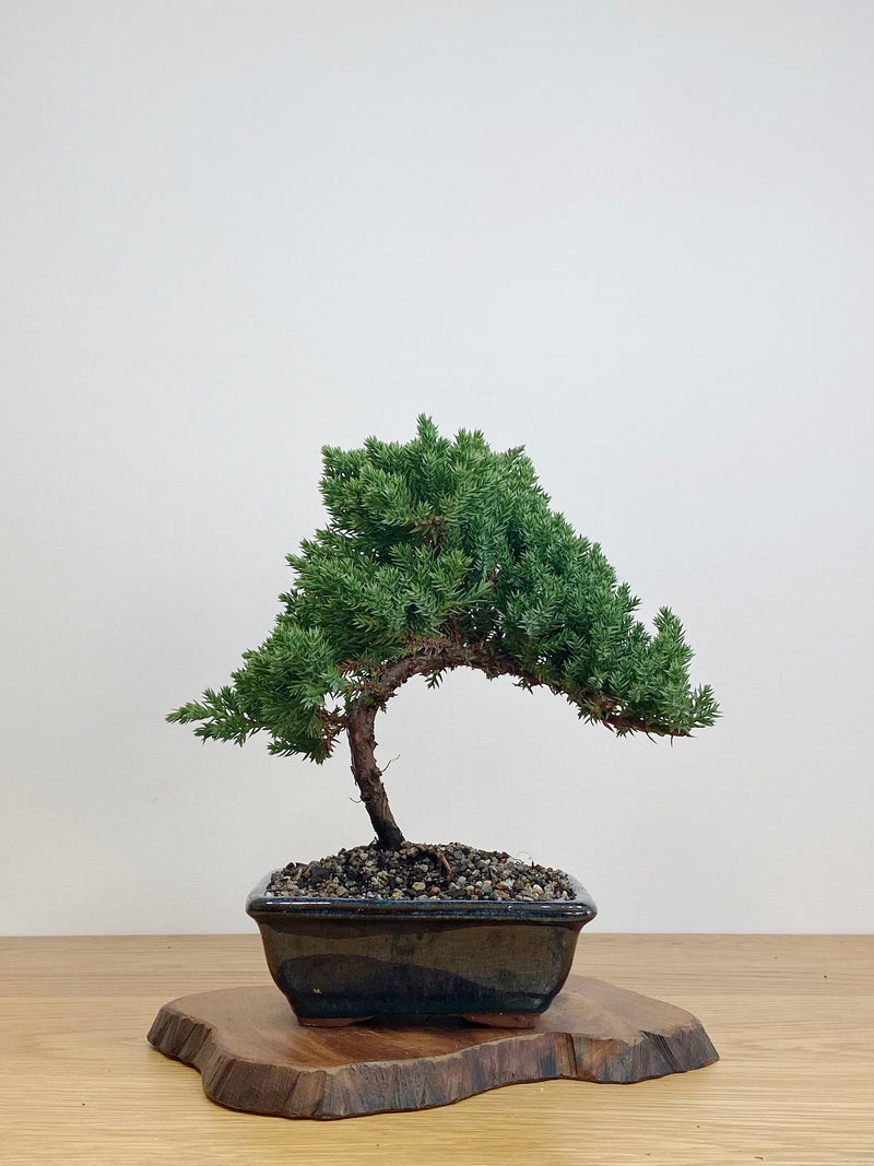 JAPANESE JUNIPER (JJ2105004)