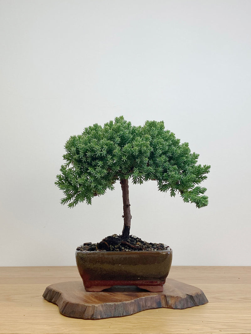 JAPANESE JUNIPER (JJ2105006)