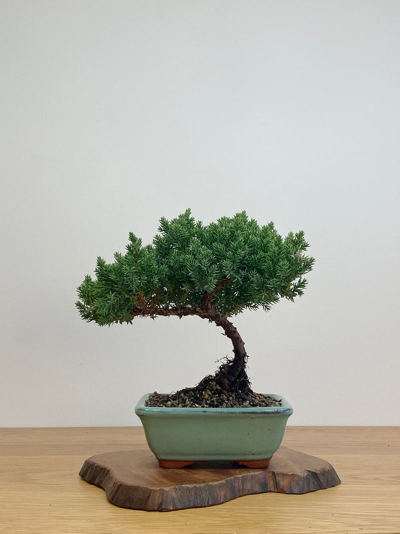 JAPANESE JUNIPER (JJ2105008)