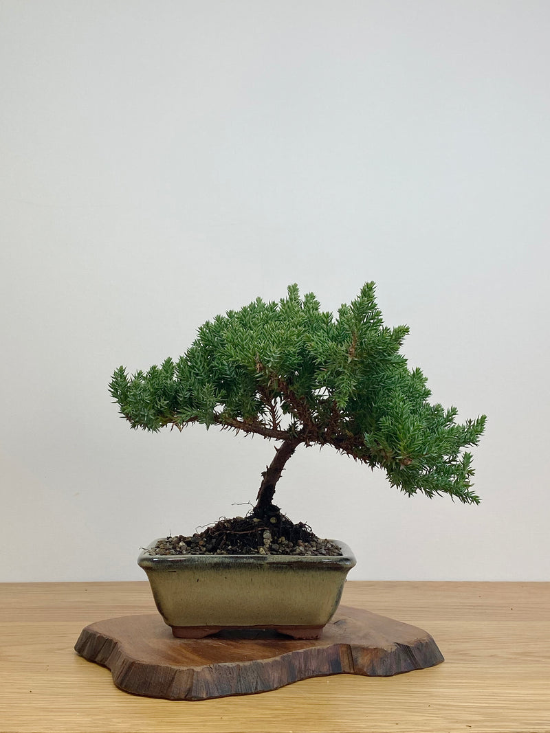 JAPANESE JUNIPER (JJ2105011)