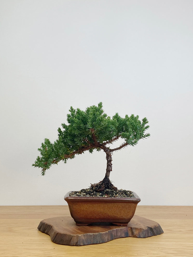 JAPANESE JUNIPER (JJ2105014)