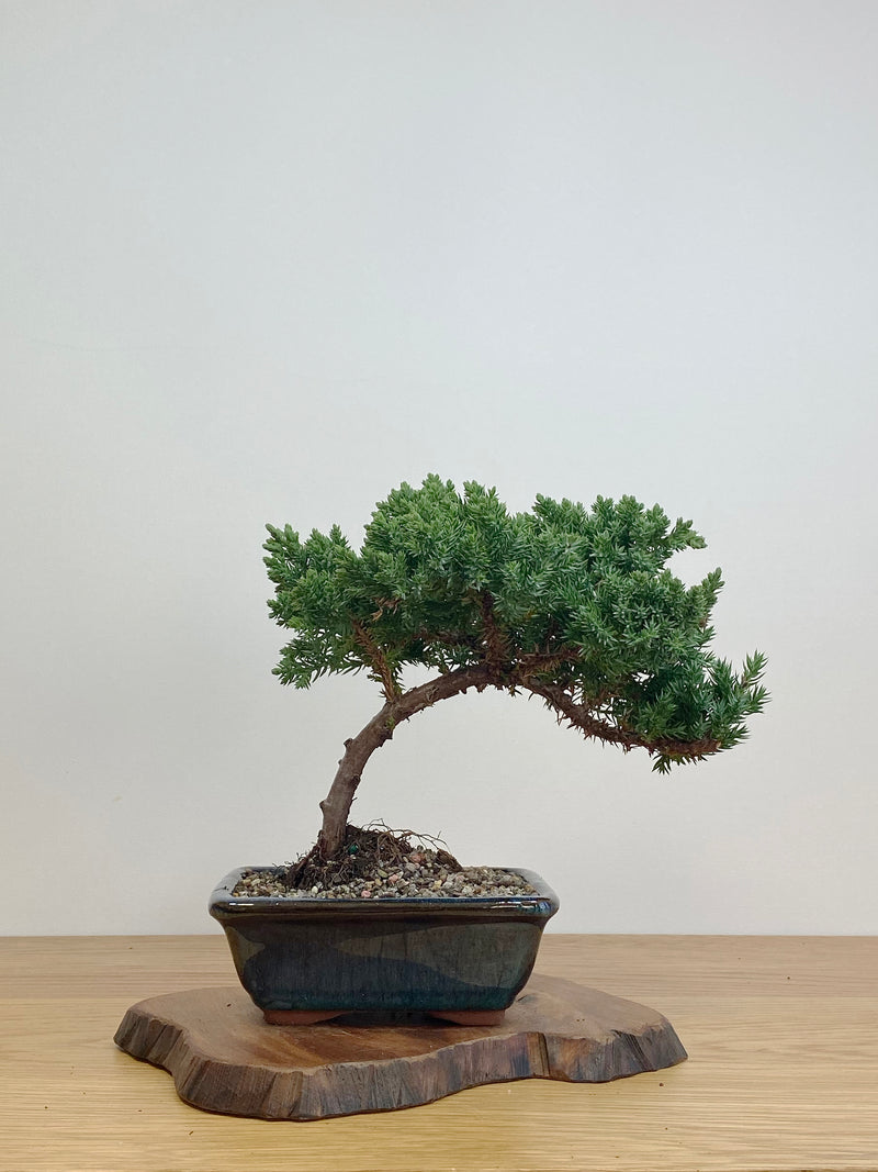 JAPANESE JUNIPER (JJ2105015)