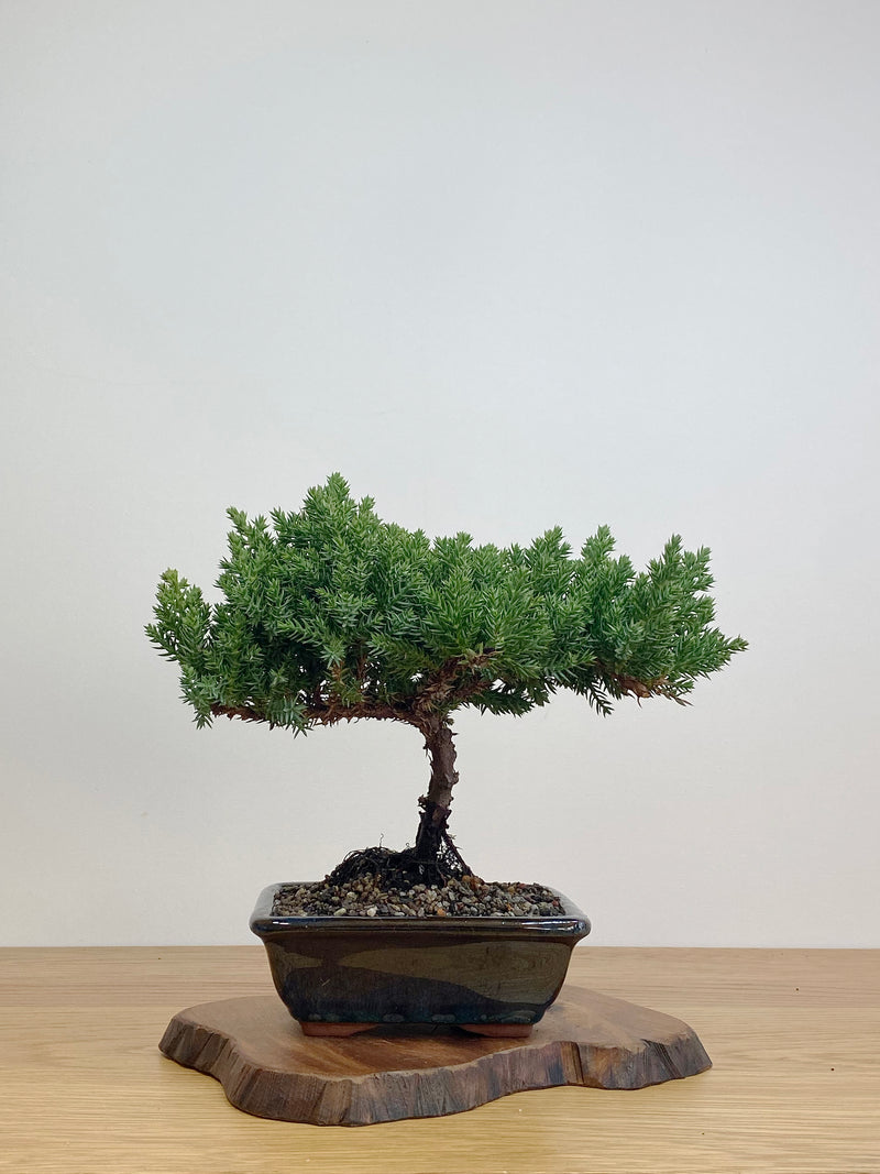 JAPANESE JUNIPER (JJ2105019)