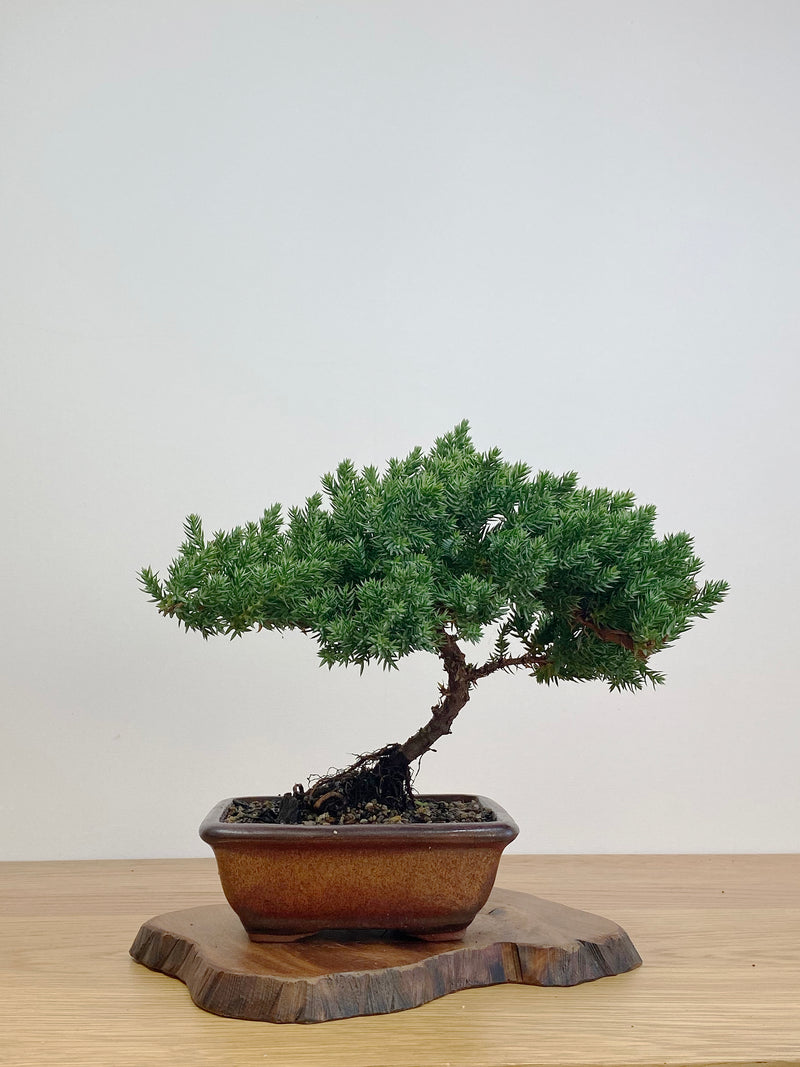 JAPANESE JUNIPER (JJ2105020)