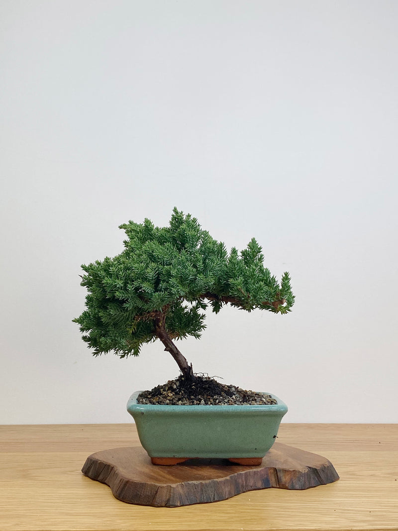 JAPANESE JUNIPER (JJ2105022)