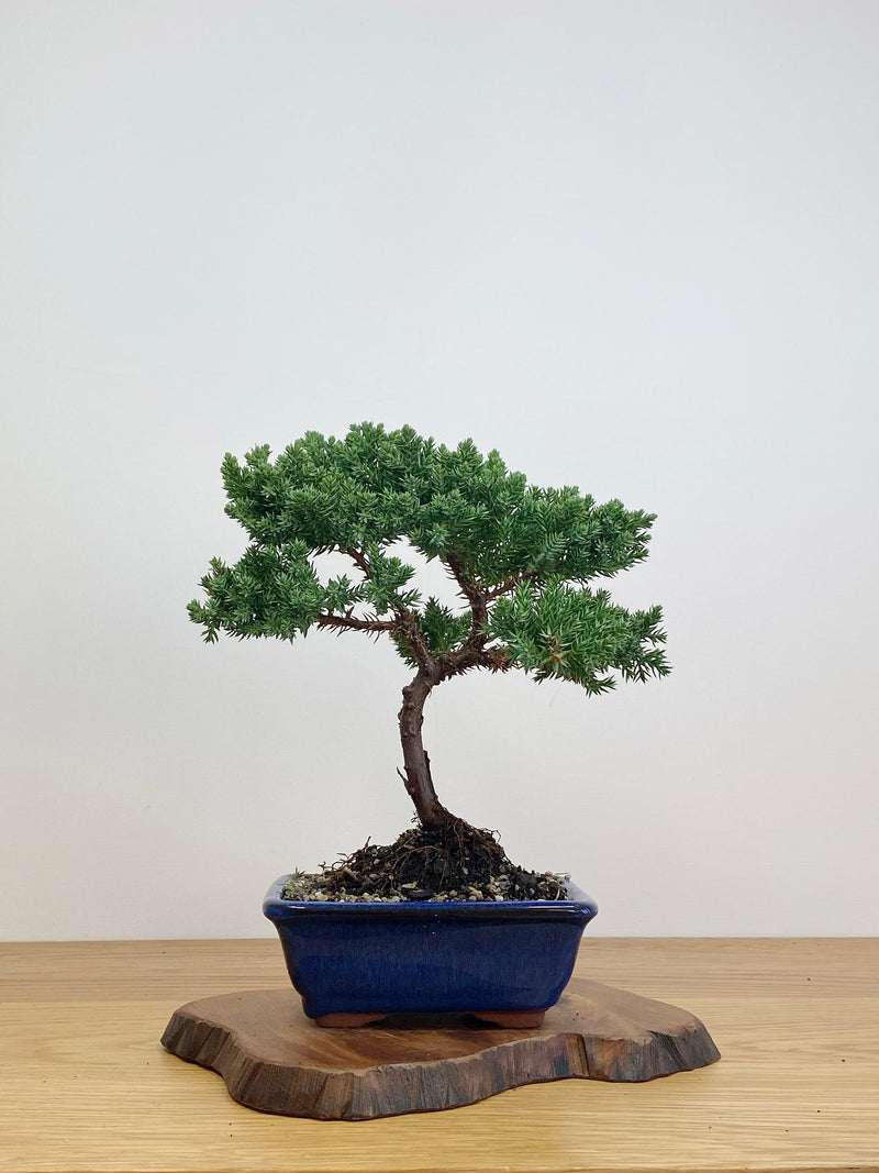 JAPANESE JUNIPER (JJ2105023)