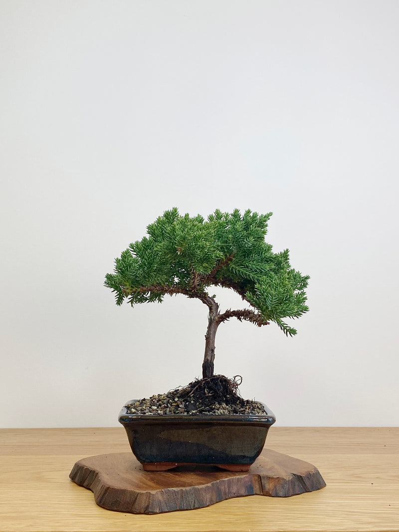 JAPANESE JUNIPER (JJ2105024)