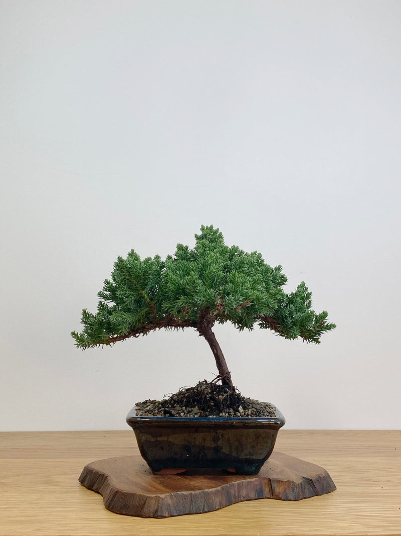 JAPANESE JUNIPER (JJ2105025)