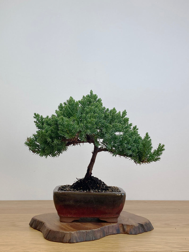 JAPANESE JUNIPER (JJ2105026)