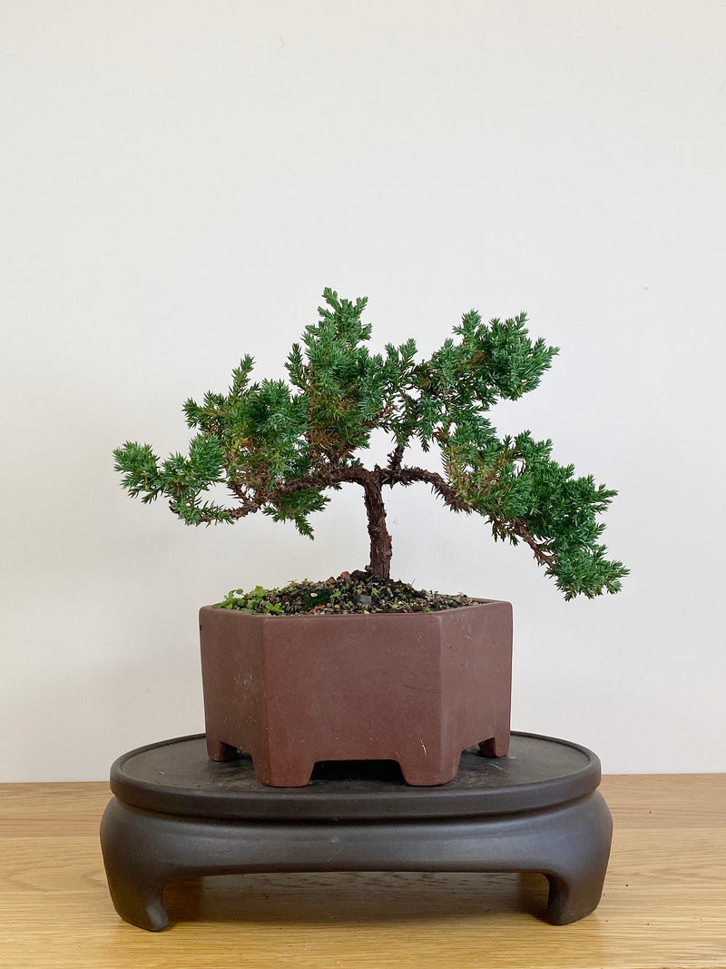 JAPANESE JUNIPER (JJ2105032)