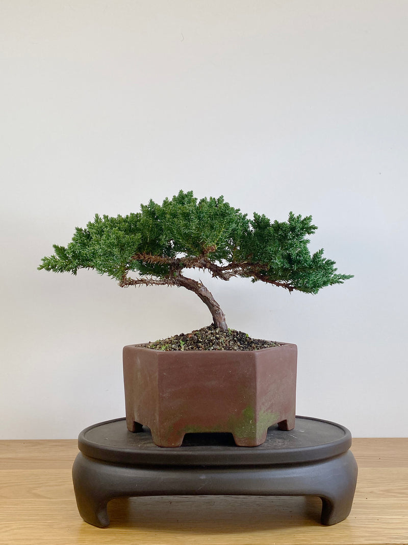JAPANESE JUNIPER (JJ2105034)