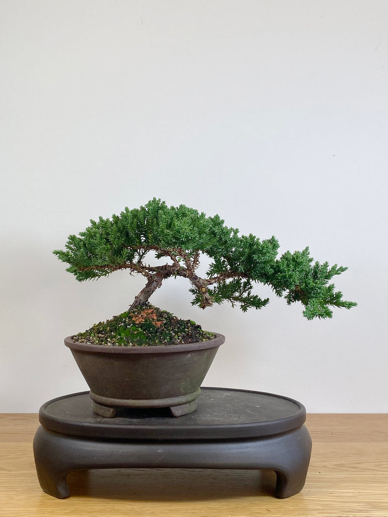 JAPANESE JUNIPER (JJ2105038)