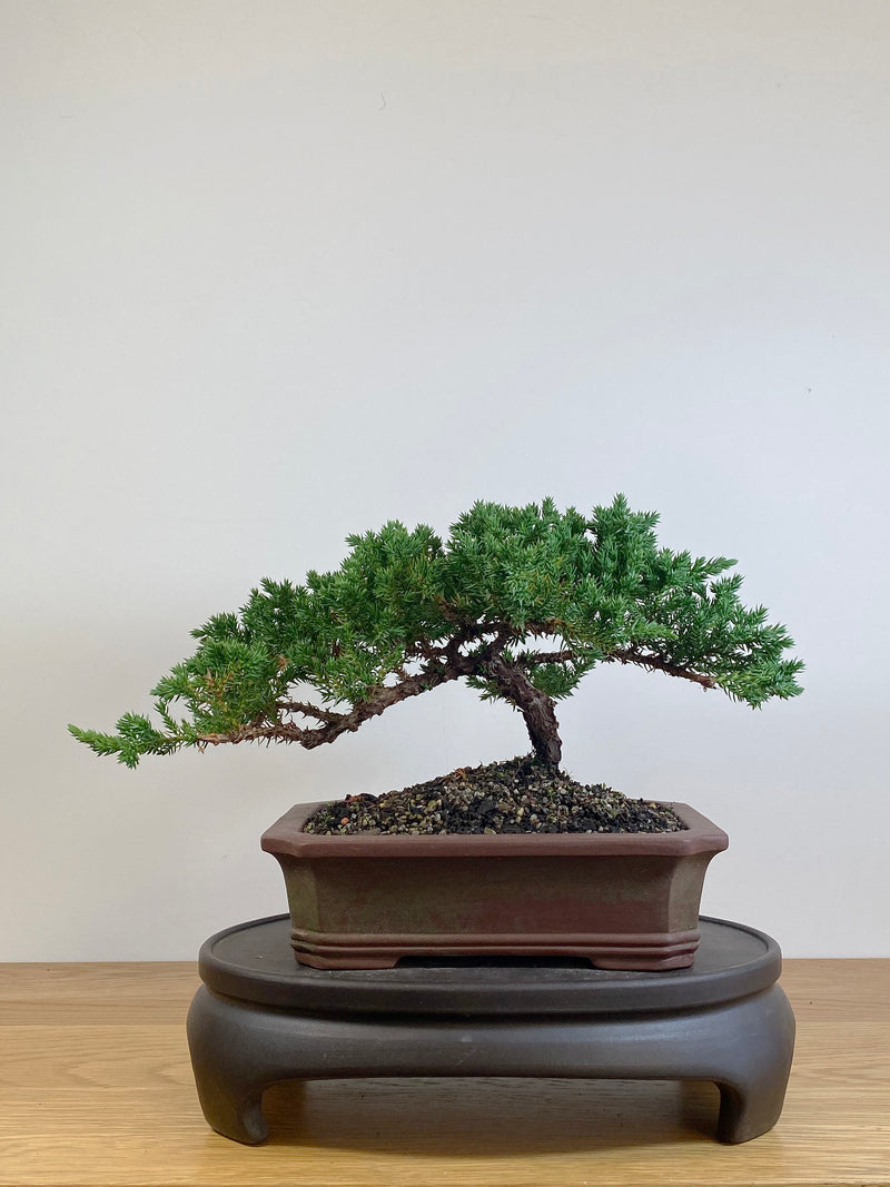 JAPANESE JUNIPER (JJ2105041)