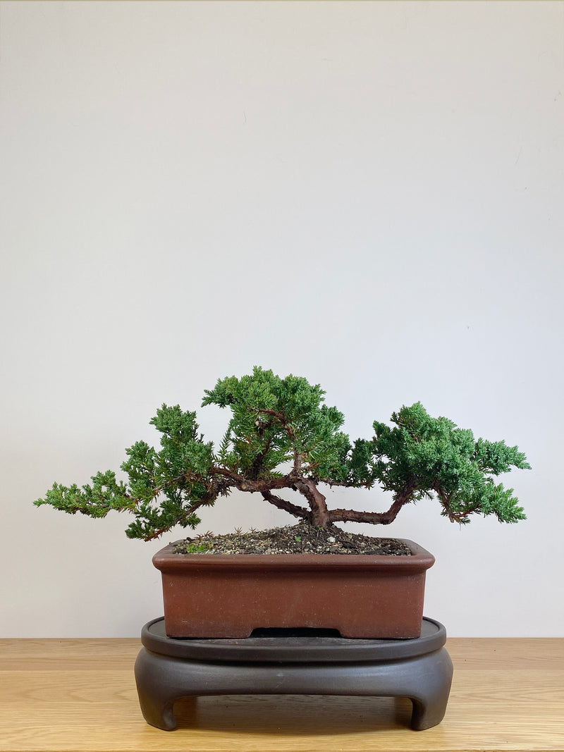 JAPANESE JUNIPER (JJ2105042)