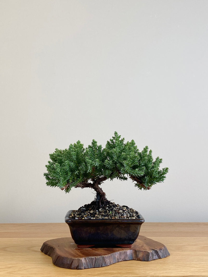 JAPANESE JUNIPER (JJ2106004)