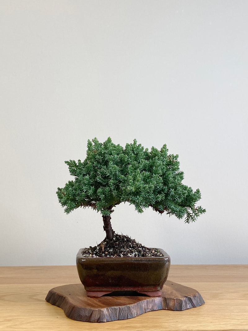JAPANESE JUNIPER (JJ2106018)