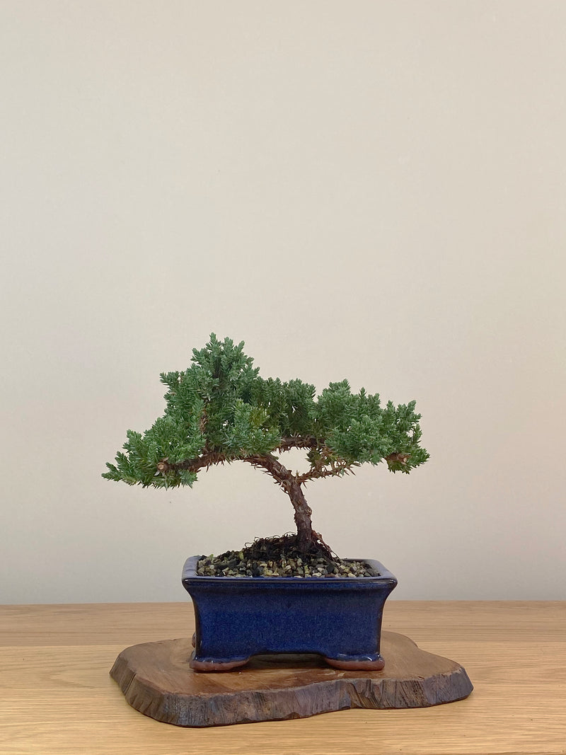 JAPANESE JUNIPER (JJ2107002)