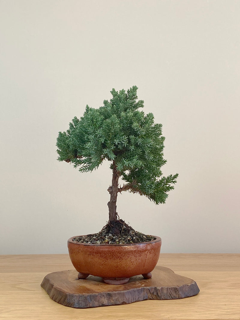 JAPANESE JUNIPER (JJ2107004)