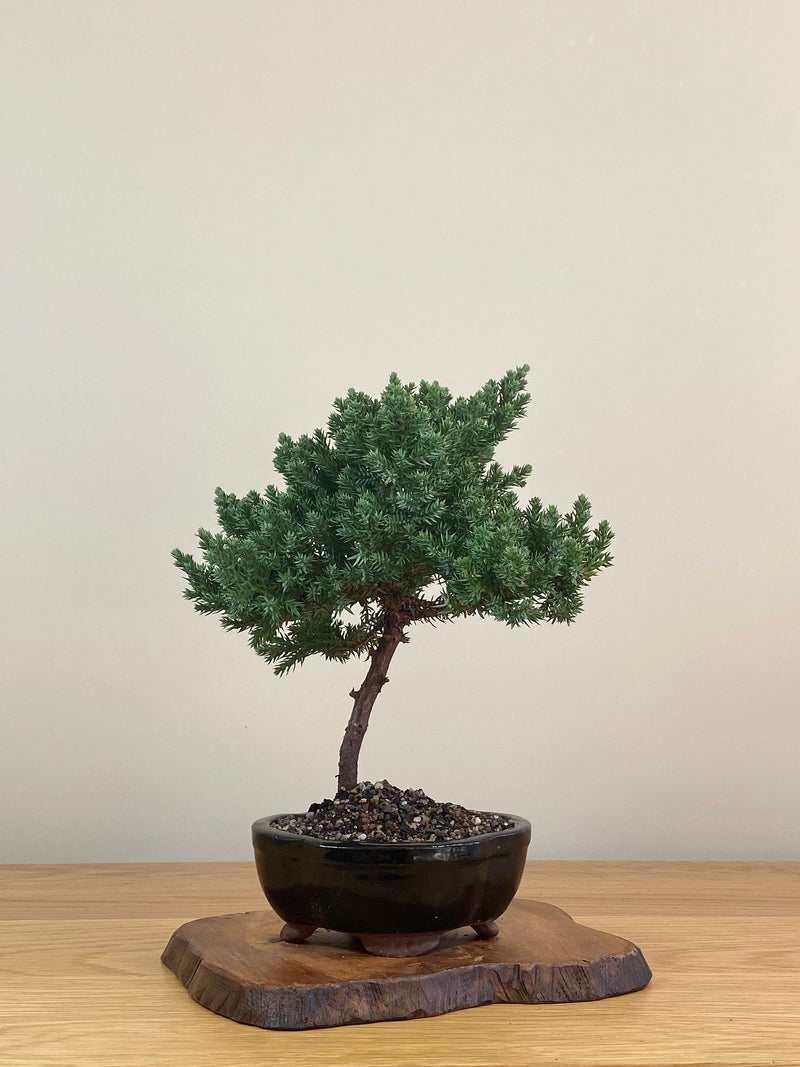 JAPANESE JUNIPER (JJ2107005)