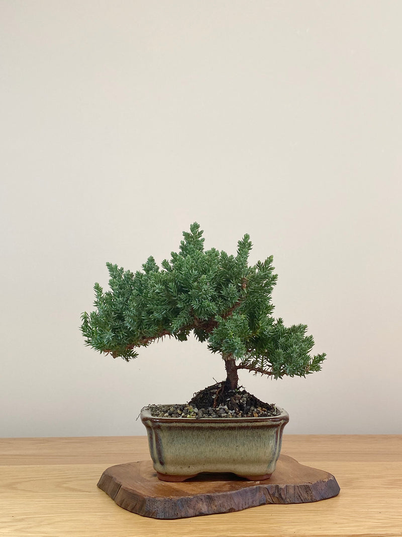 JAPANESE JUNIPER (JJ2107009)