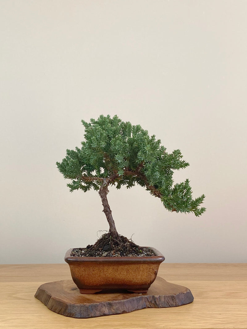 JAPANESE JUNIPER (JJ2107014)