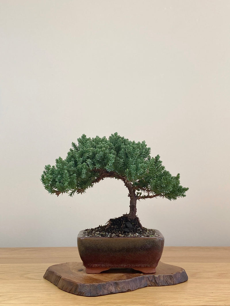 JAPANESE JUNIPER (JJ2107019)