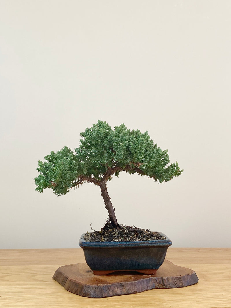 JAPANESE JUNIPER (JJ2107020)