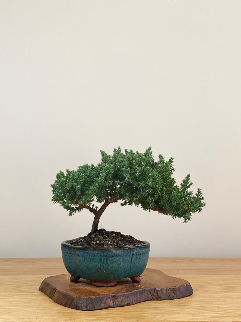 JAPANESE JUNIPER (JJ2107022)