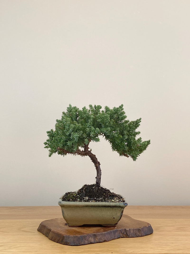 JAPANESE JUNIPER (JJ2107024)