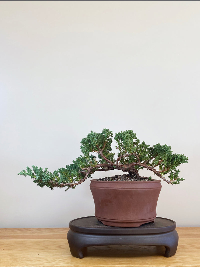 JAPANESE JUNIPER (JJ2107028)